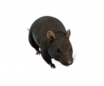 Modern Mammal-ID:984169969