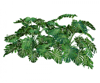 Modern Plant-ID:360292918