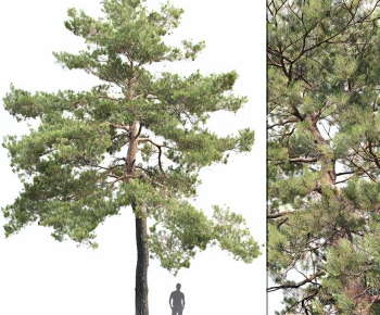 Modern Tree-ID:548677922