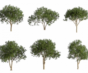 Modern Tree-ID:737876895