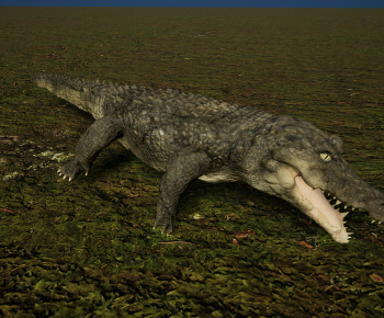 Modern Reptile-ID:509576085