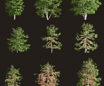 Modern Tree-ID:811119182