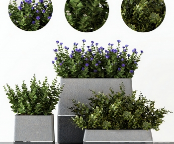 Modern Flower Bed, Flower Bowl, Flower Box-ID:589143045