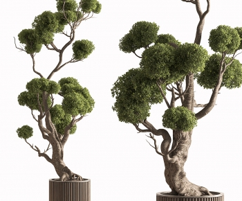 Modern Ground Green Plant Potted Plants-ID:796079678