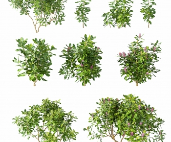 Modern Shrubbery-ID:179155113