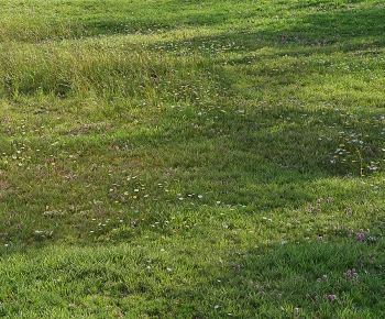 Modern The Grass-ID:531219968