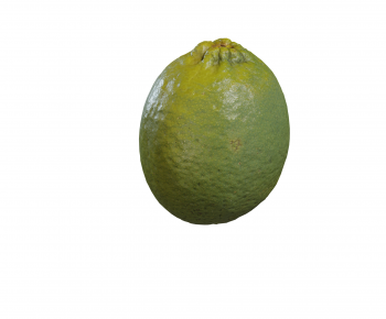 Modern Fruit-ID:446896083