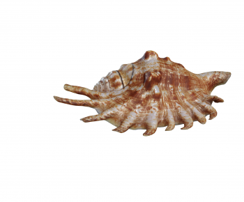 Modern Aquatic Animals-ID:697385071