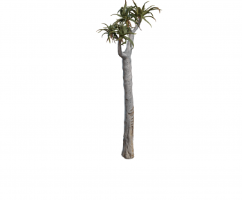 Modern Tree-ID:485981945