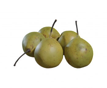 Modern Fruit-ID:734044089