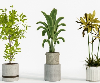 Modern Ground Green Plant Potted Plants-ID:148060087