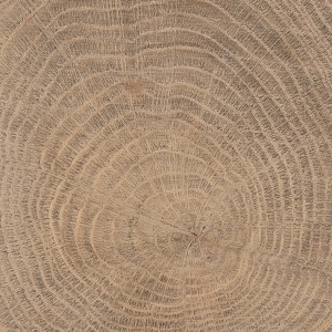 ModernOld Wood Texture
