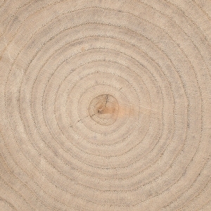ModernOld Wood Texture