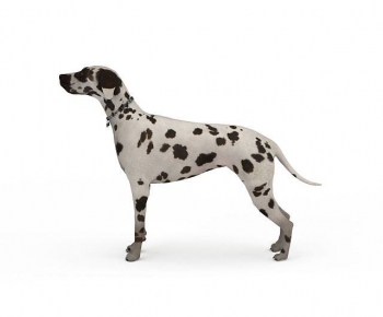 Modern Animal Dog-ID:939955002