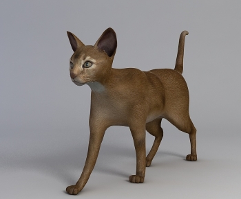 Modern Animal Cat-ID:506365065