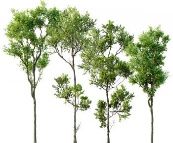 Modern Tree-ID:118144049