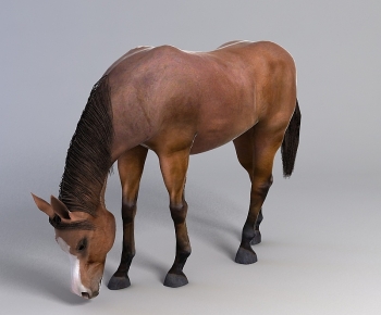 Modern Animal Horse-ID:794298894