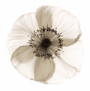 ModernAnimal And Plant Pattern Wallpaper