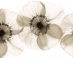 ModernAnimal And Plant Pattern Wallpaper