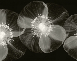 ModernAnimal And Plant Pattern Wallpaper