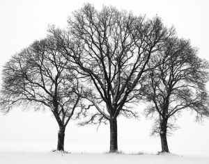 ModernAnimal And Plant Pattern Wallpaper