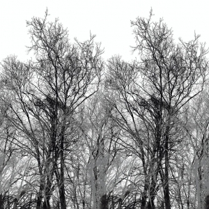 ModernAnimal And Plant Pattern Wallpaper