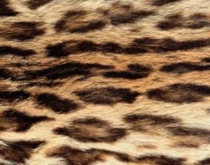 ModernAnimal Carpet