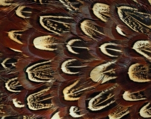 ModernAnimal Carpet
