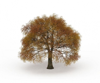 Modern Tree-ID:708518988