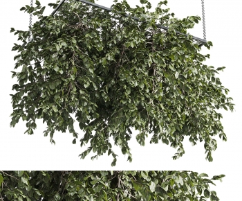 Modern Vine-ID:225429524