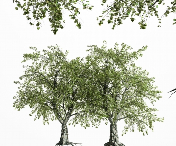 Modern Tree-ID:638778921