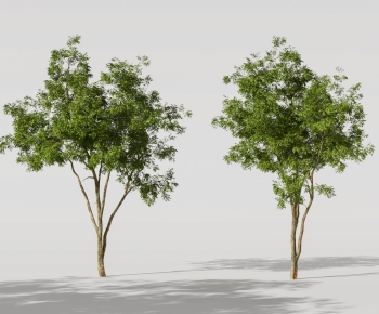 Modern Tree-ID:279742001