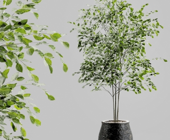 Modern Ground Green Plant Potted Plants-ID:793977988