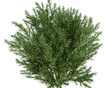 Modern Shrubbery-ID:896791934