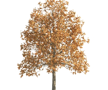Modern Tree-ID:828742039
