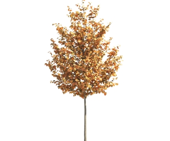 Modern Tree-ID:208466056