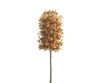 Modern Tree-ID:377027032