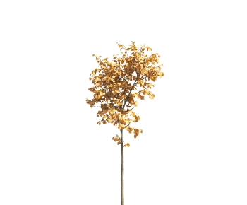 Modern Tree-ID:533396963