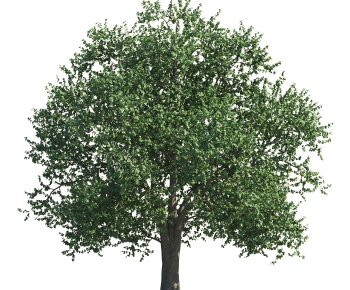 Modern Tree-ID:721236949