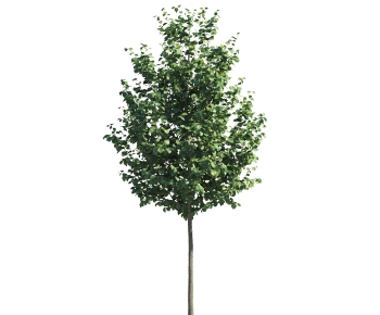 Modern Tree-ID:858469962