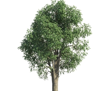 Modern Tree-ID:475940941