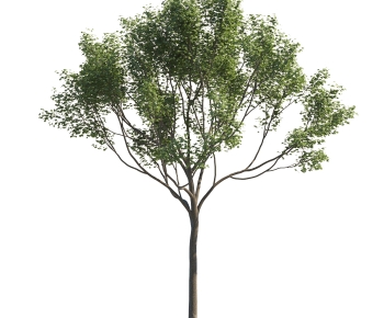 Modern Tree-ID:583168989