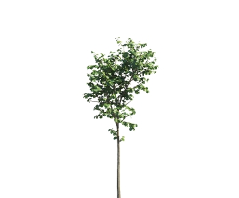 Modern Tree-ID:477664959