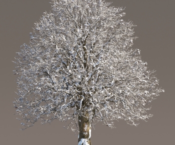 Modern Tree-ID:293915996