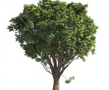 Modern Tree-ID:582511905