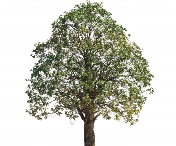 Modern Tree-ID:856426008