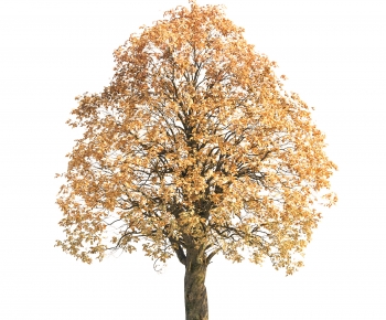 Modern Tree-ID:266814957