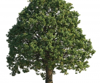 Modern Tree-ID:896596915