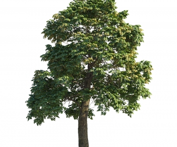 Modern Tree-ID:306363117
