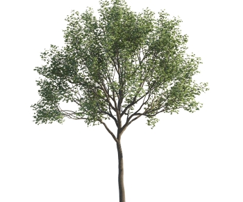 Modern Tree-ID:639775991